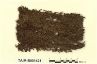 藏品(垂枝泥炭苔)的圖片